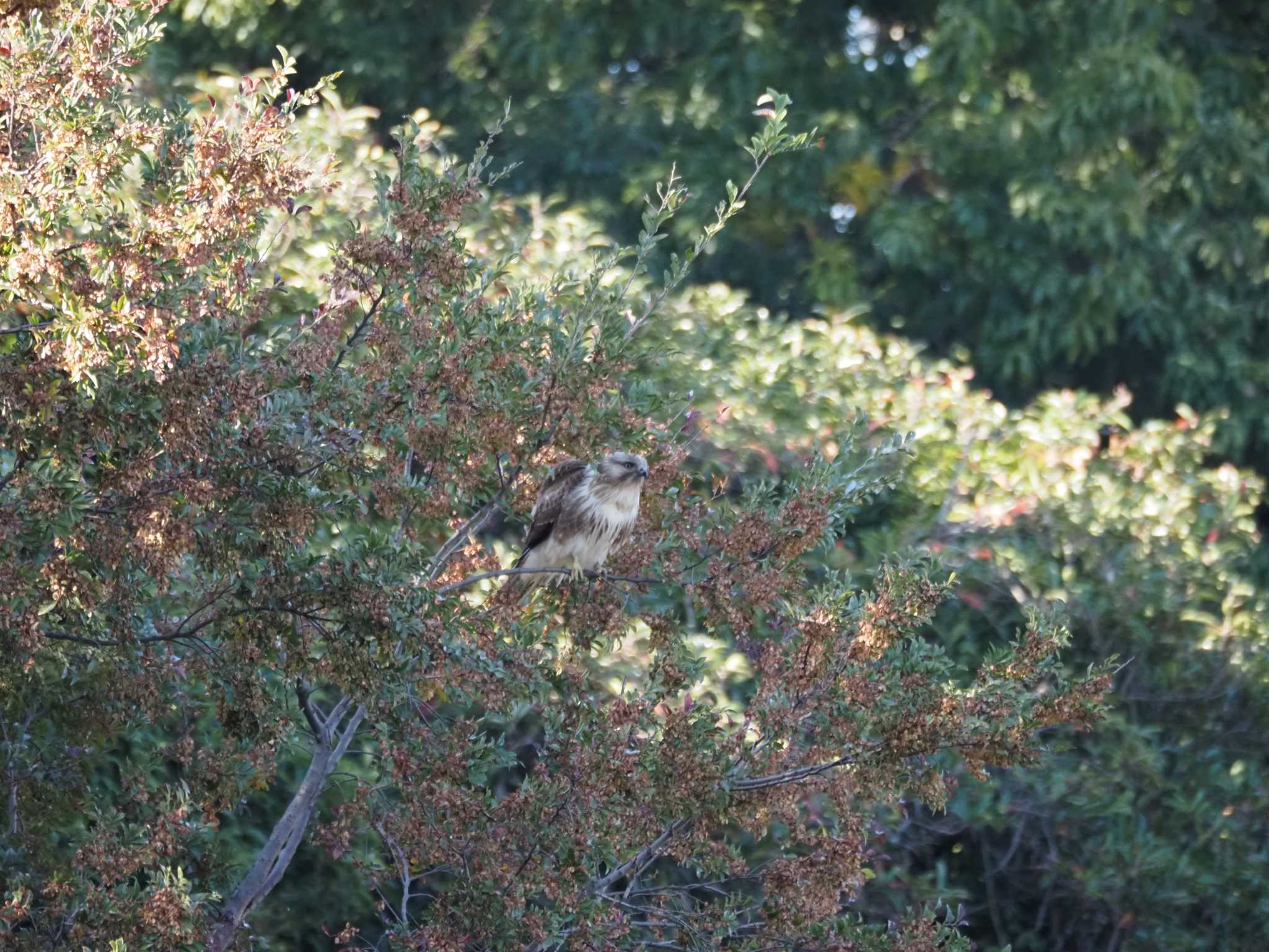 東京港野鳥公園 ノスリの写真