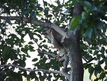 2021年11月3日(水) 東京港野鳥公園の野鳥観察記録