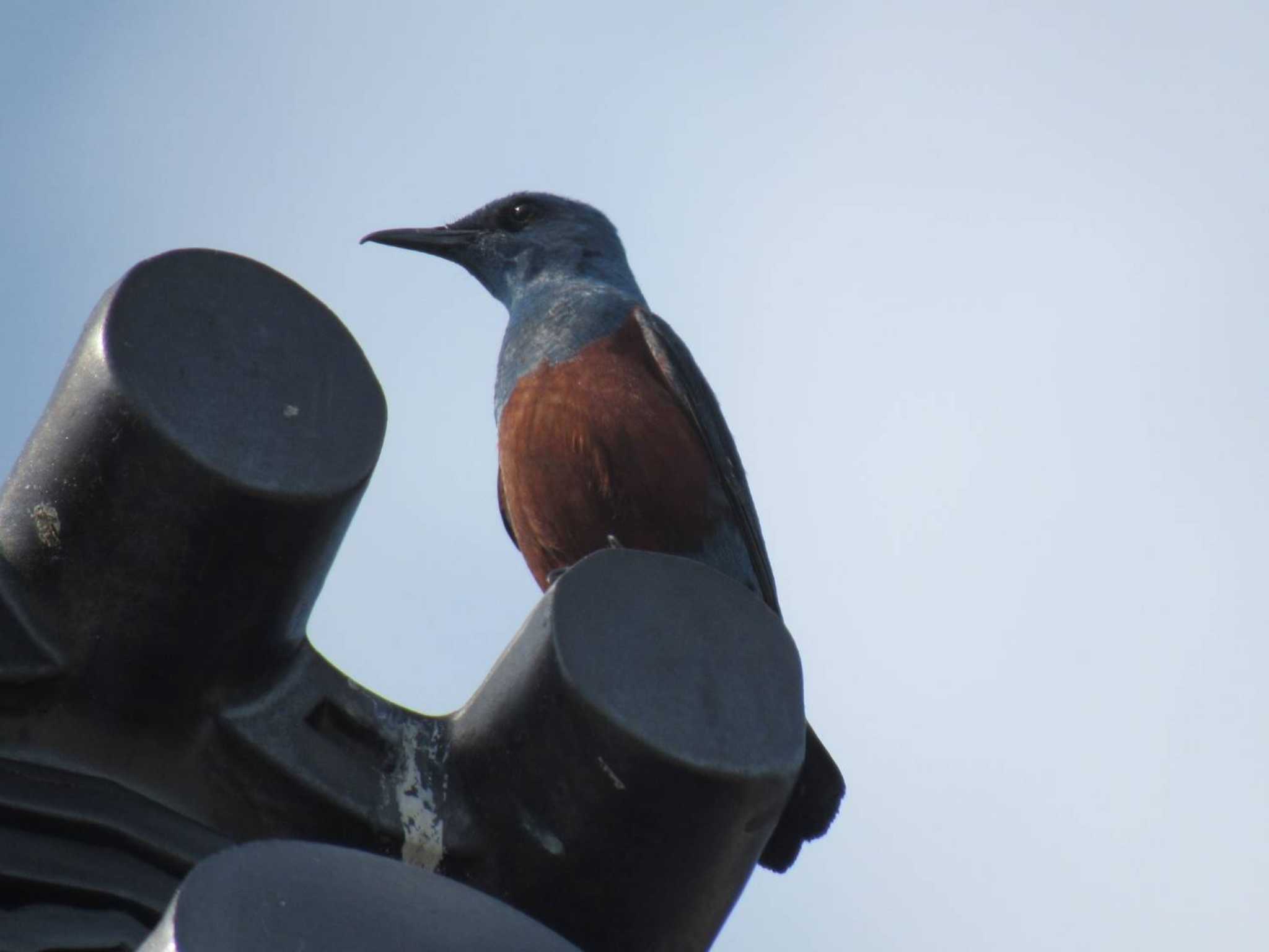 Photo of Blue Rock Thrush at Tobishima Island by Aneha