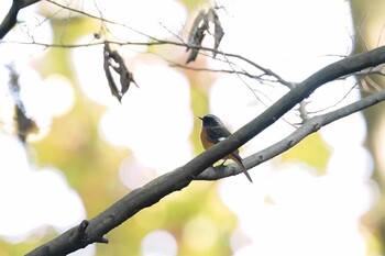 2021年11月3日(水) 北本自然観察公園の野鳥観察記録