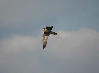 Peregrine Falcon 安倍川河口 Wed, 11/3/2021