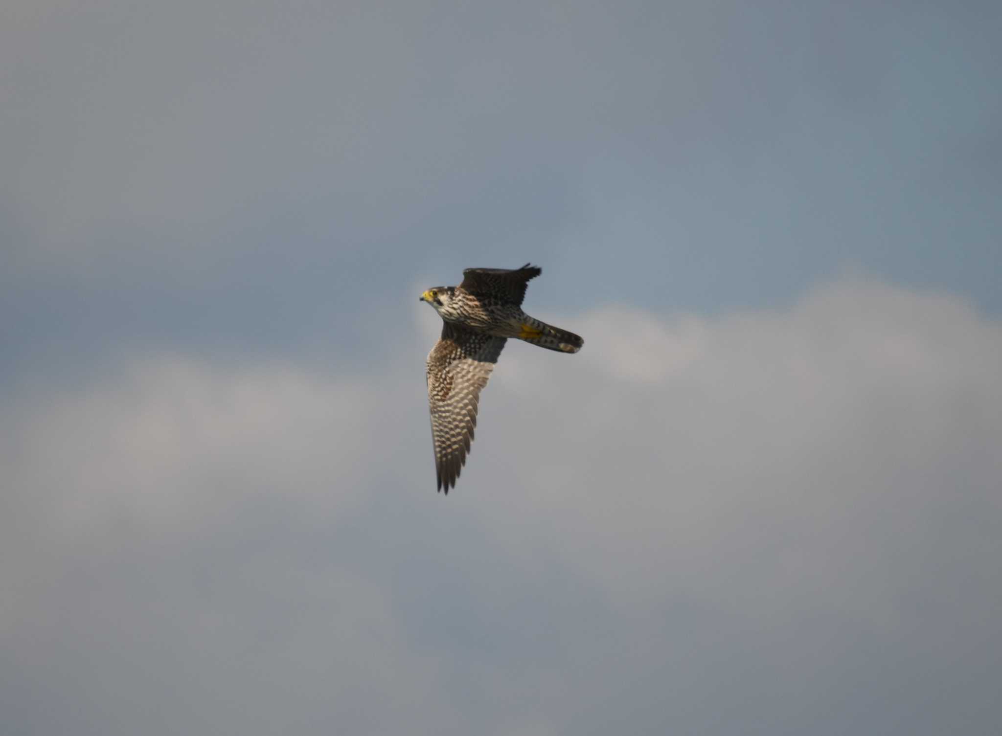 Peregrine Falcon