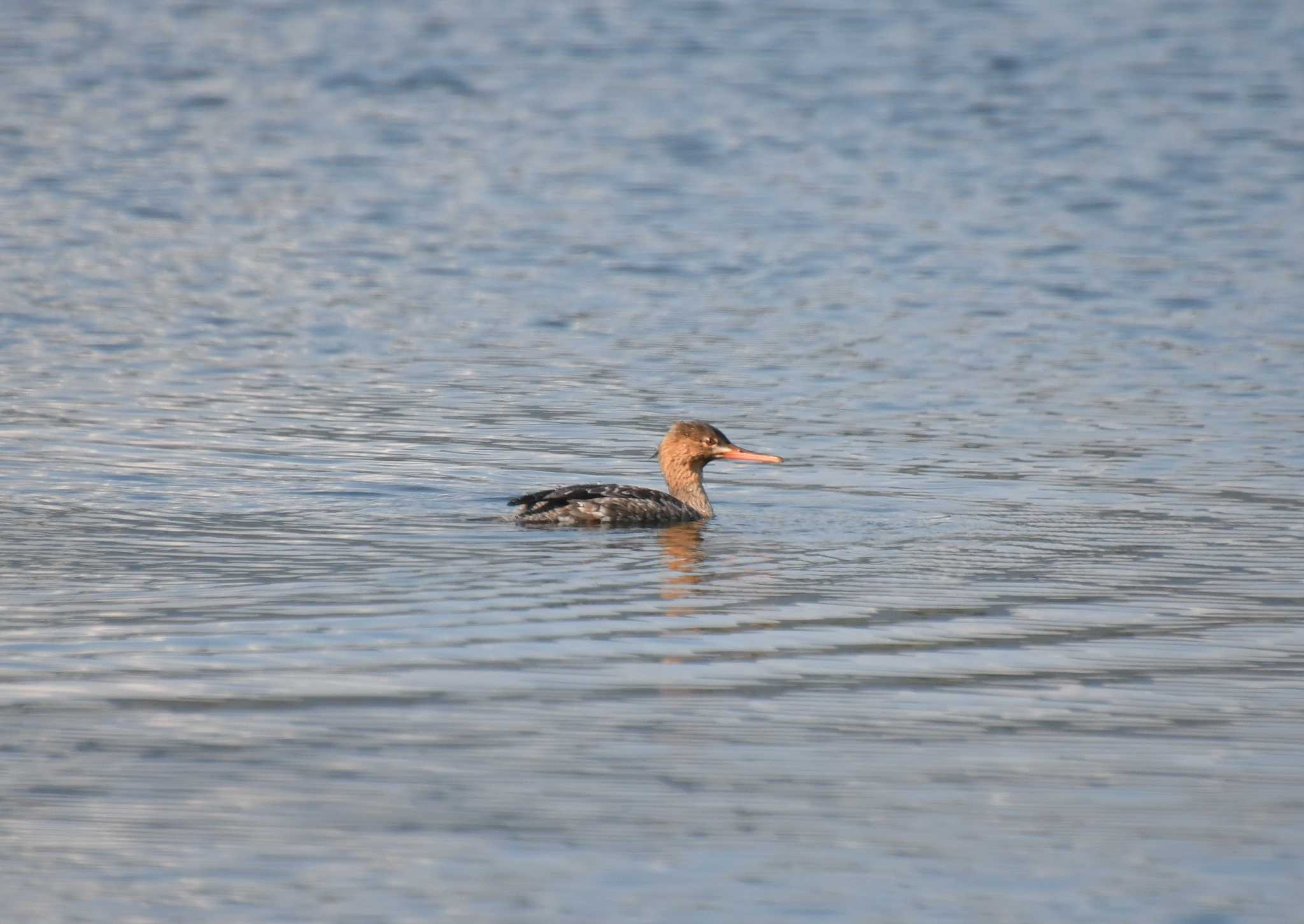 Red-breasted Merganser