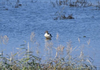 Common Merganser 安倍川河口 Wed, 11/3/2021