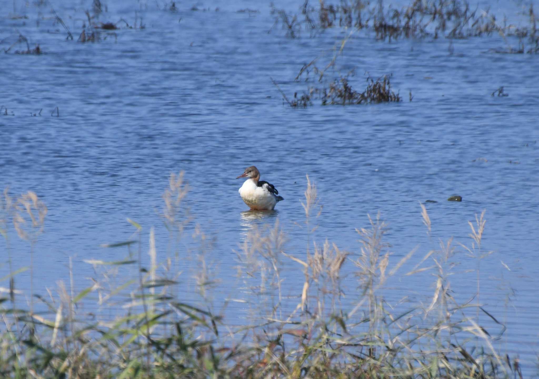 Common Merganser