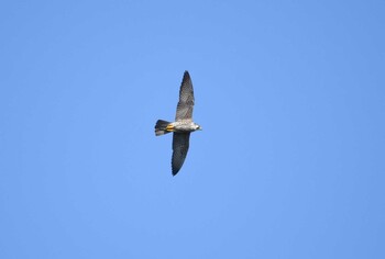 Peregrine Falcon 安倍川河口 Wed, 11/3/2021