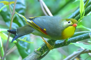 ソウシチョウ 高尾山 2017年5月7日(日)