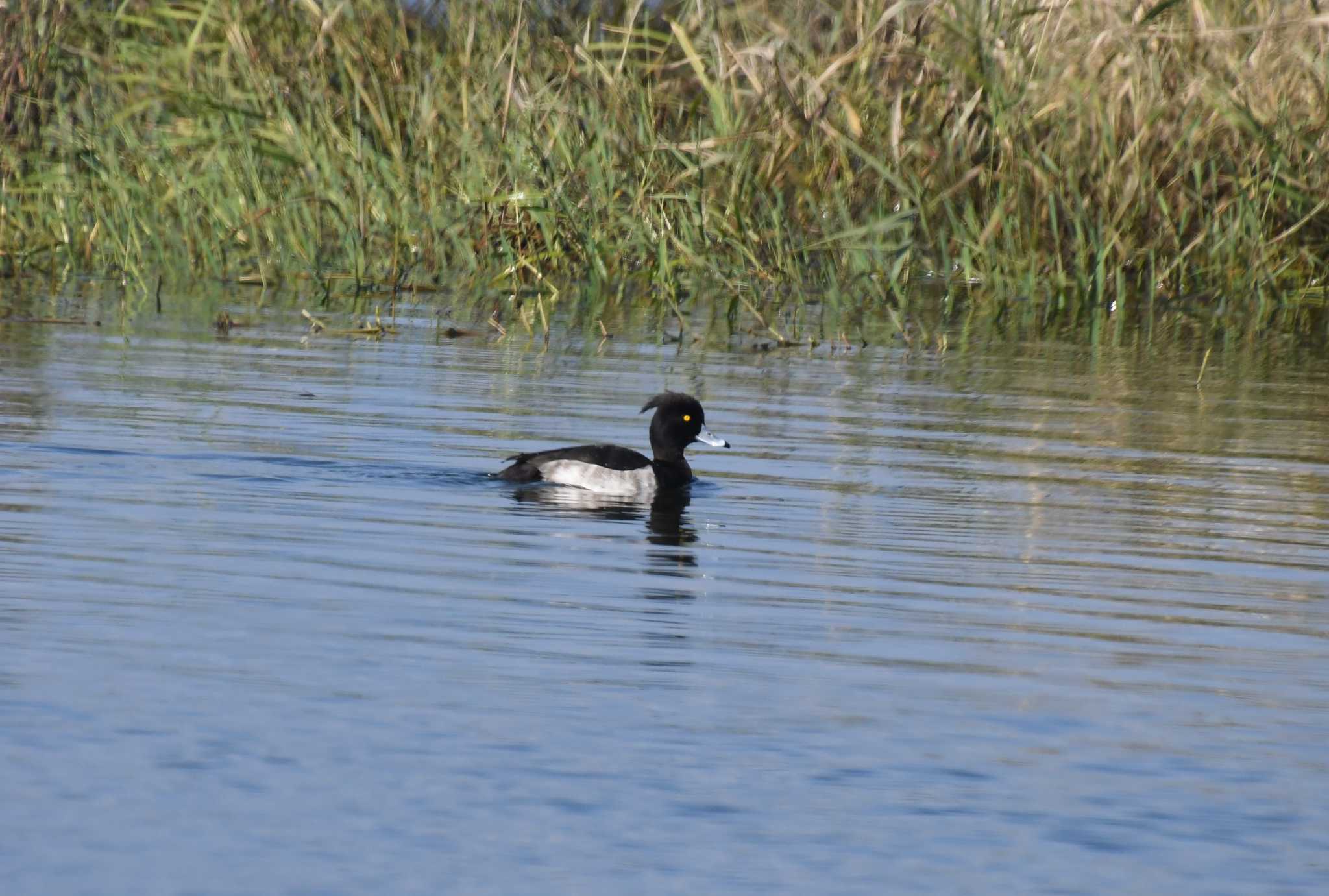 Tufted Duck