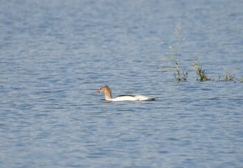 Common Merganser 安倍川河口 Wed, 11/3/2021