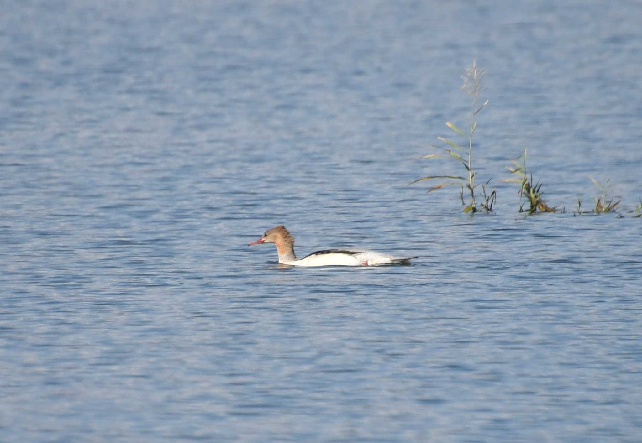 Common Merganser