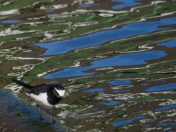 2021年11月2日(火) その辺の池の野鳥観察記録