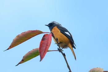 ジョウビタキ 千里南公園 2021年11月3日(水)