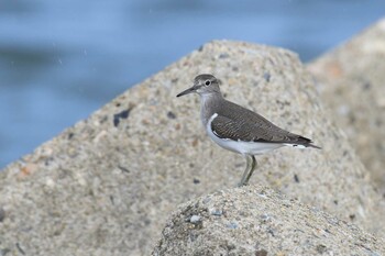 イソシギ 田鶴浜野鳥公園 2021年11月3日(水)