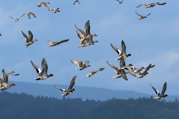 ヒドリガモ 田鶴浜野鳥公園 2021年11月3日(水)