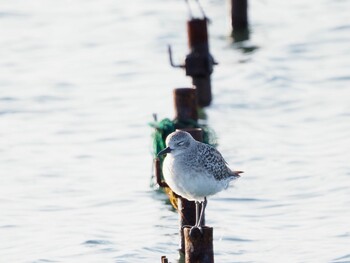 Grey Plover Sambanze Tideland Wed, 11/3/2021