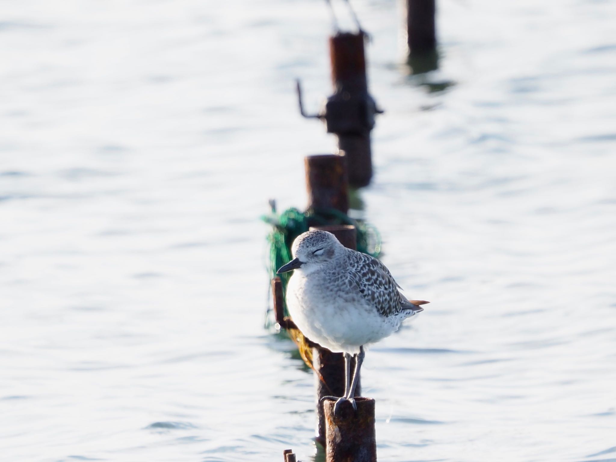 ふなばし三番瀬海浜公園 ダイゼンの写真