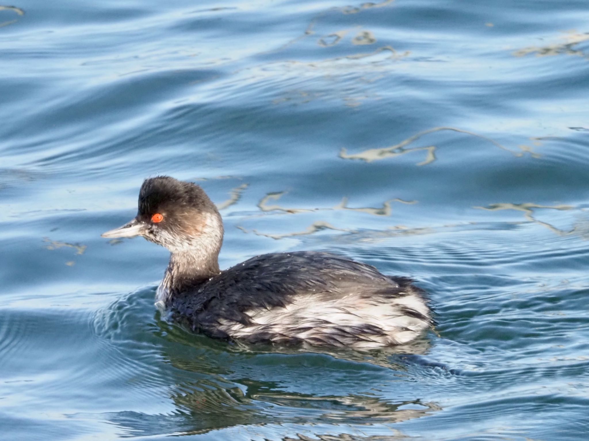 ふなばし三番瀬海浜公園 ハジロカイツブリの写真