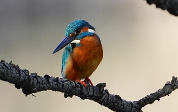 カワセミ 山田西公園 2021年11月3日(水)