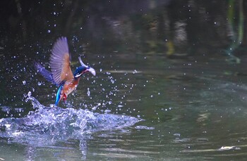 Common Kingfisher 千里南公園 Wed, 11/3/2021