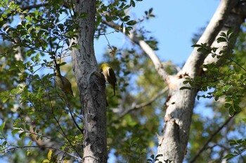 Sun, 11/7/2021 Birding report at 久宝寺緑地公園