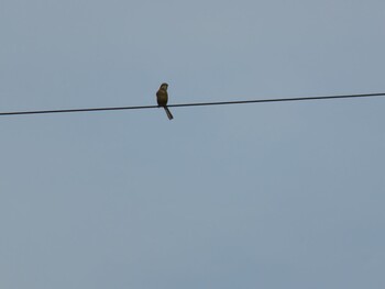 Bull-headed Shrike 上尾丸山公園 Wed, 11/3/2021