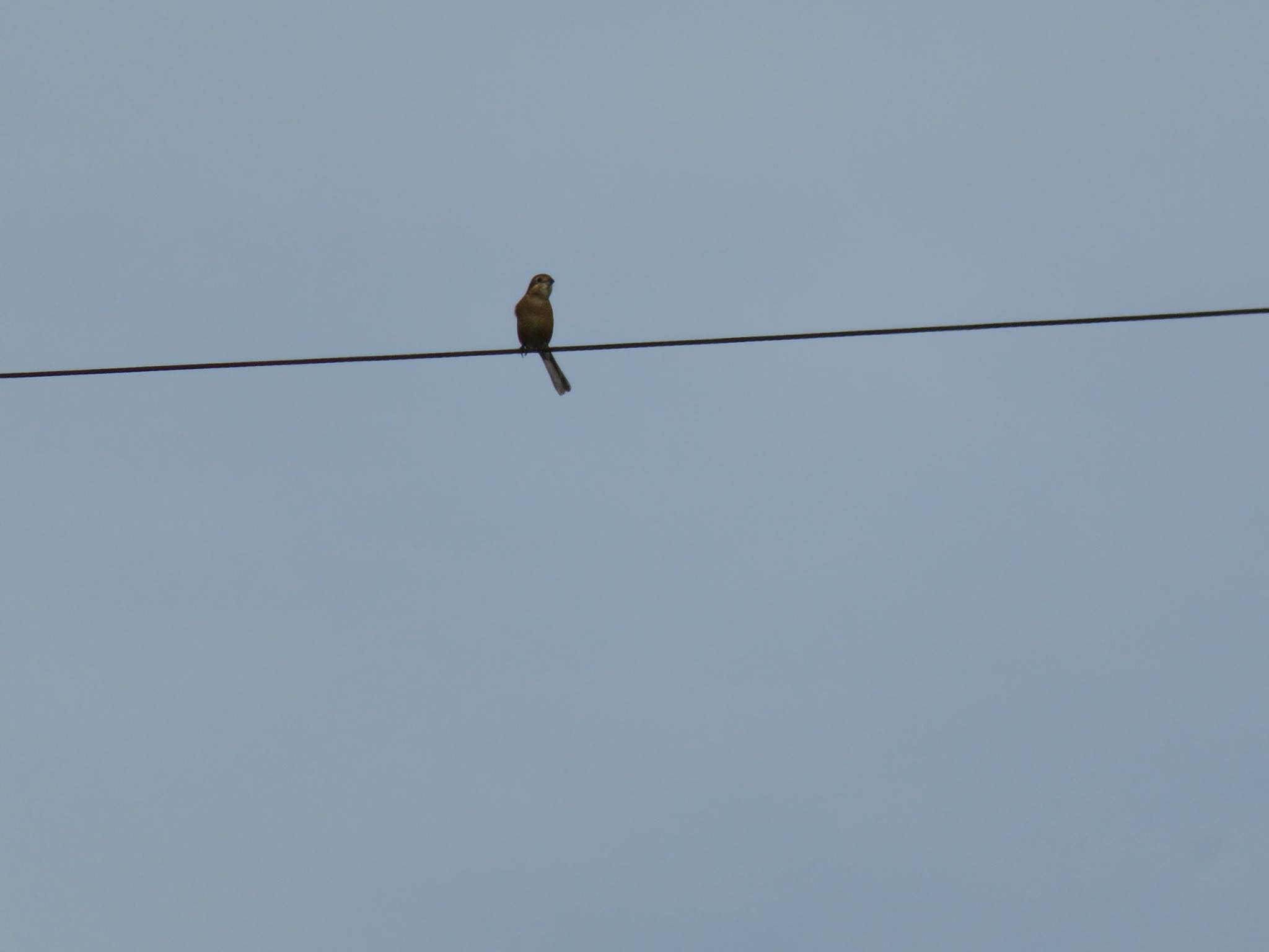 Photo of Bull-headed Shrike at 上尾丸山公園 by ぶりだいこん546