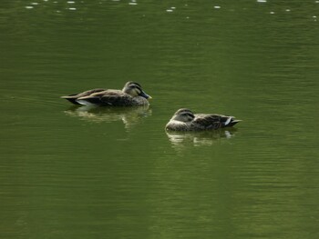 Eastern Spot-billed Duck 上尾丸山公園 Wed, 11/3/2021