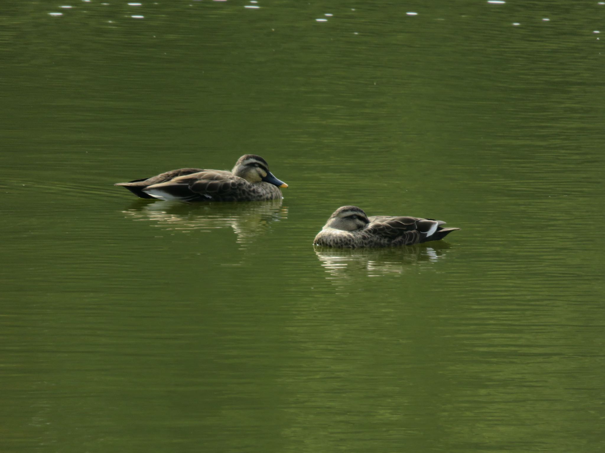 Photo of Eastern Spot-billed Duck at 上尾丸山公園 by ぶりだいこん546