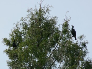 Great Cormorant 上尾丸山公園 Wed, 11/3/2021