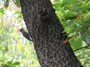 Japanese Pygmy Woodpecker 上尾丸山公園 Wed, 11/3/2021