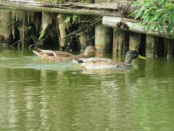 Mallard 上尾丸山公園 Wed, 11/3/2021