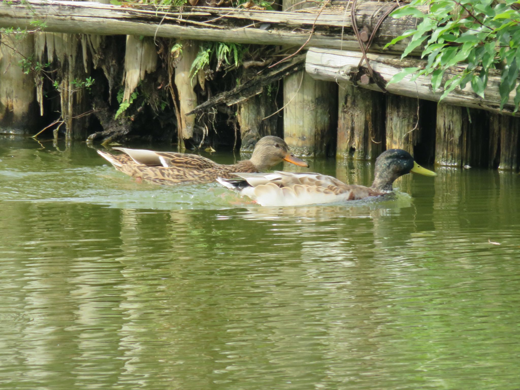 上尾丸山公園 マガモの写真 by ぶりだいこん546