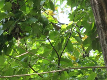 Warbling White-eye 上尾丸山公園 Wed, 11/3/2021