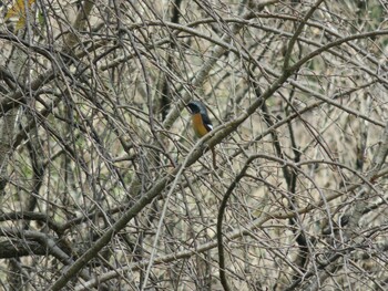 Daurian Redstart 上尾丸山公園 Wed, 11/3/2021