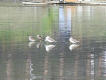 Dunlin Isanuma Wed, 11/3/2021