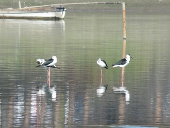 Black-winged Stilt Isanuma Wed, 11/3/2021