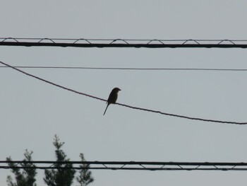 Bull-headed Shrike Isanuma Wed, 11/3/2021