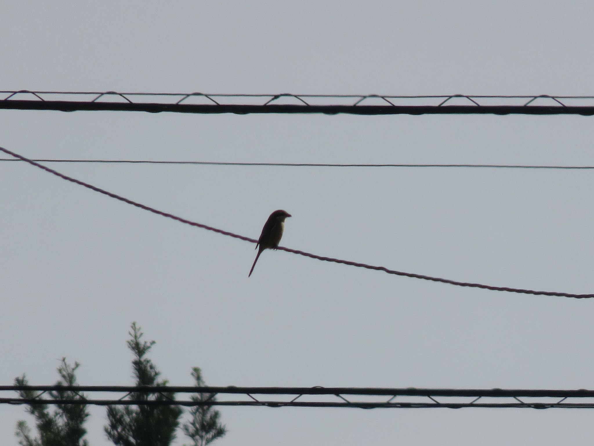 Bull-headed Shrike