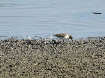 Long-billed Plover Isanuma Wed, 11/3/2021