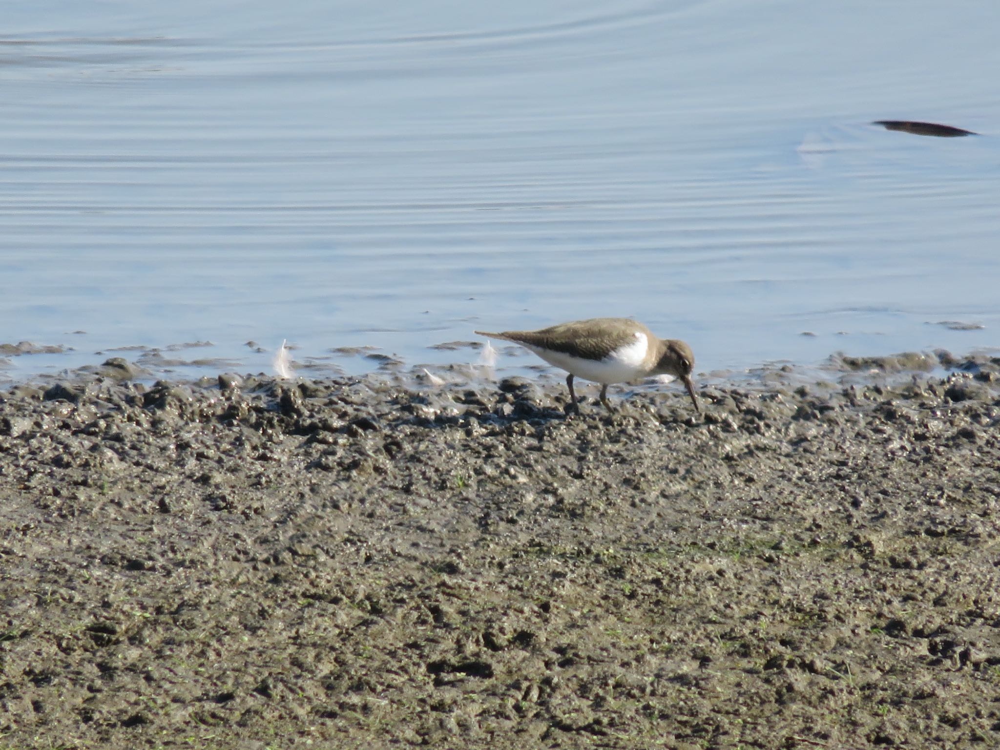 Long-billed Plover