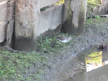 Common Sandpiper Isanuma Wed, 11/3/2021