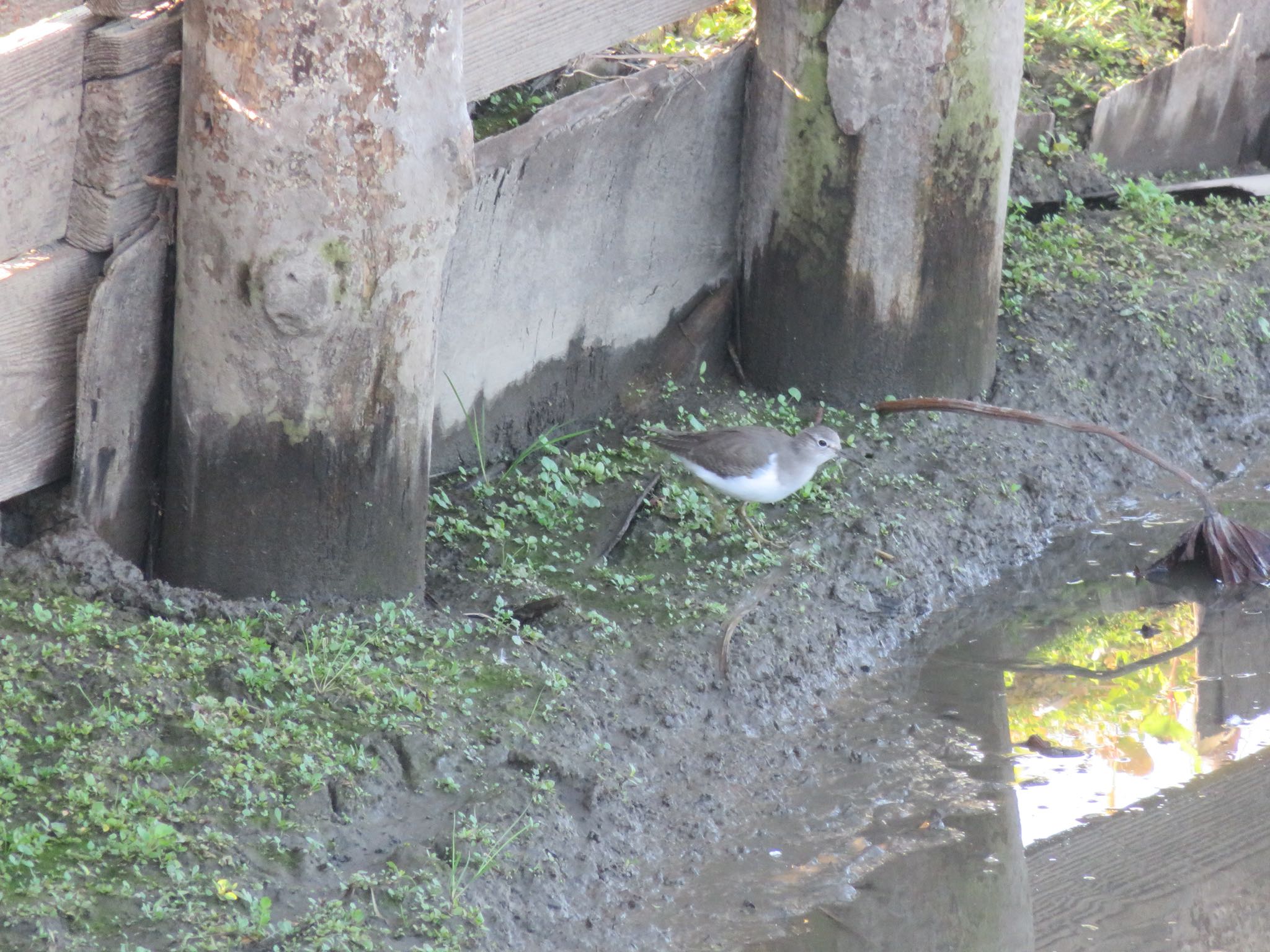 Photo of Common Sandpiper at Isanuma by ぶりだいこん546