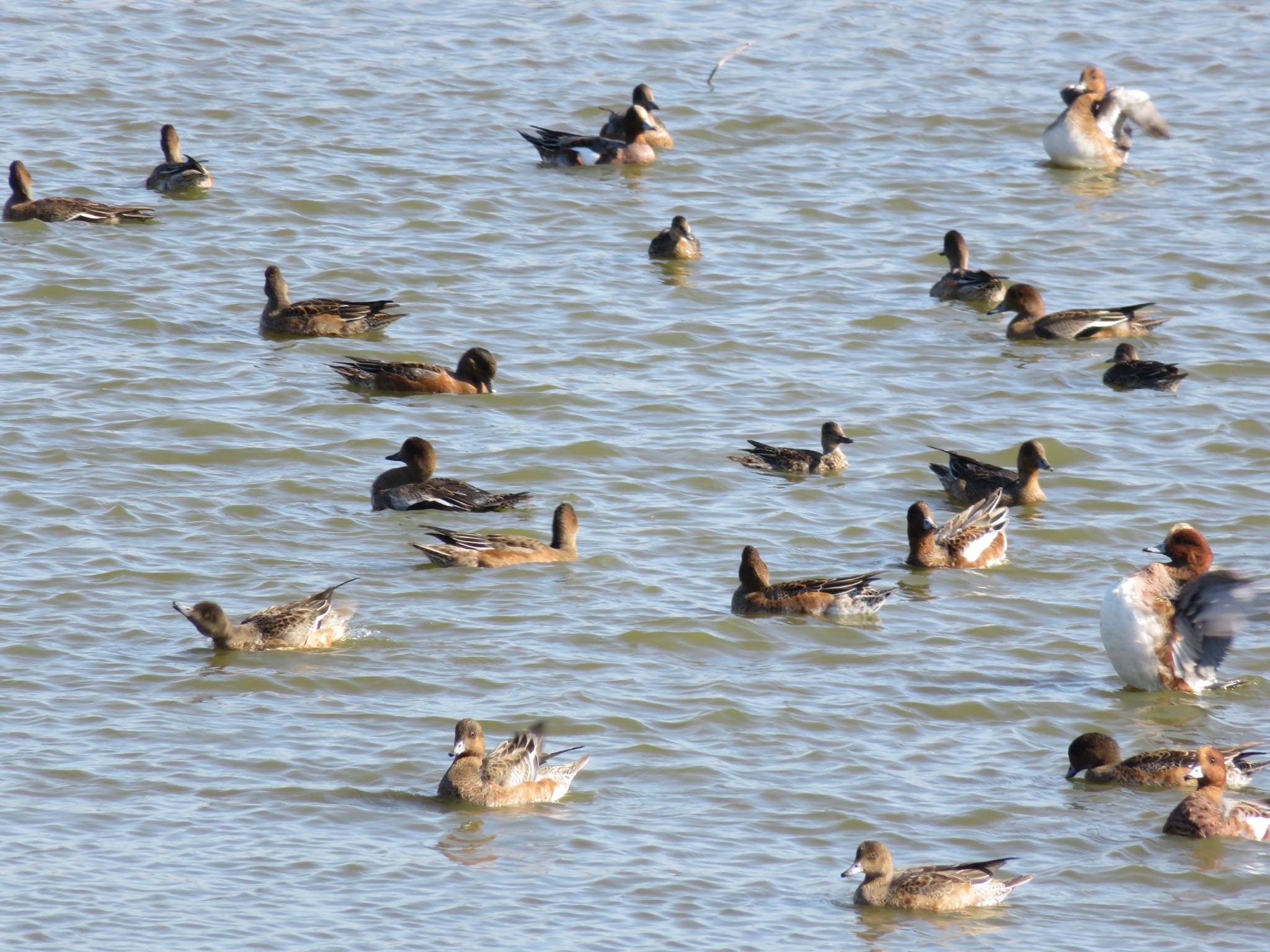 Eurasian Wigeon