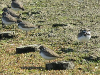 Long-billed Plover Isanuma Wed, 11/3/2021