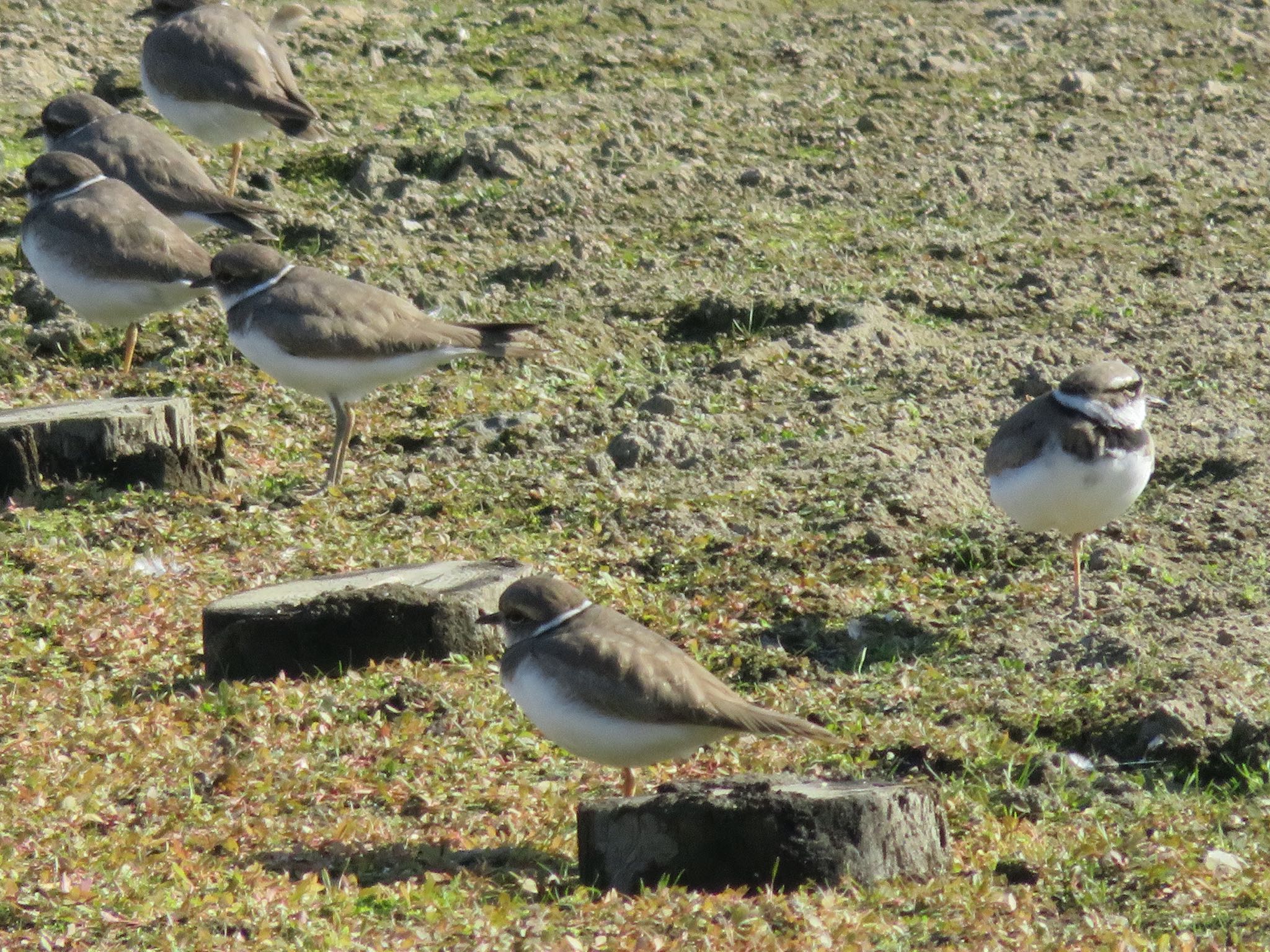 Long-billed Plover