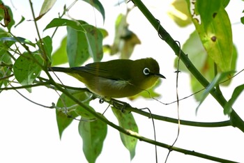 Warbling White-eye 加木屋緑地 Wed, 11/3/2021