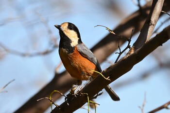 Varied Tit 加木屋緑地 Wed, 11/3/2021