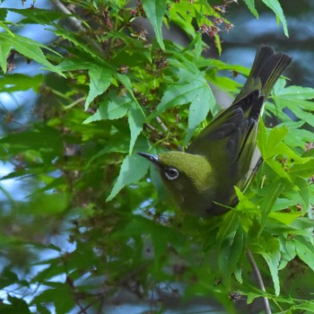 2017年5月7日(日) 高尾山の野鳥観察記録