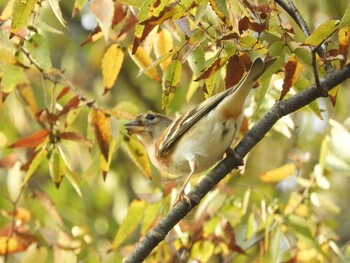 アトリ 奈良公園 2021年10月31日(日)