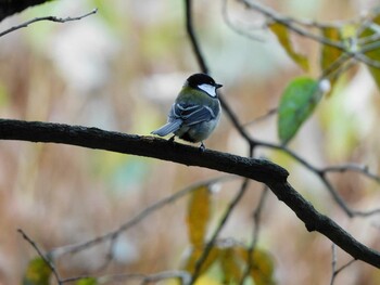 2021年11月3日(水) 服部緑地の野鳥観察記録